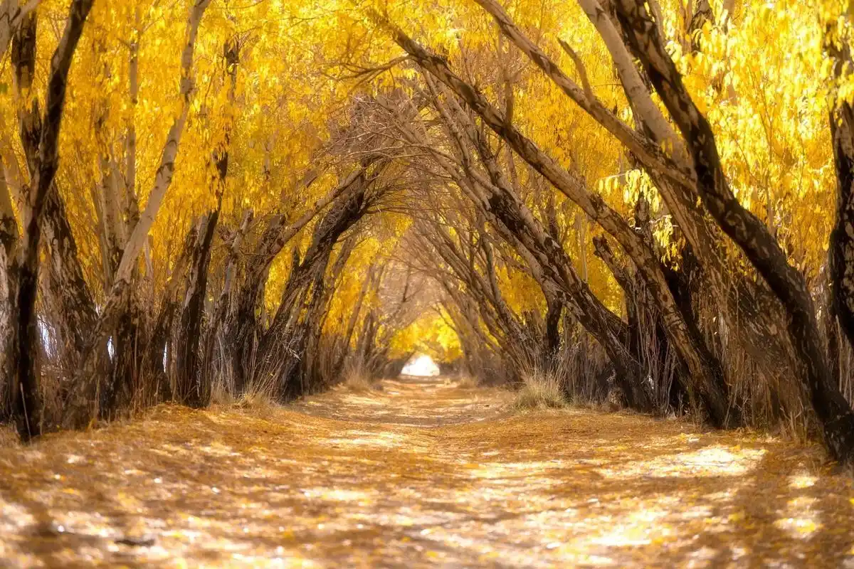 你不懂帕米尔高原的浪漫,因为都藏在秋色里