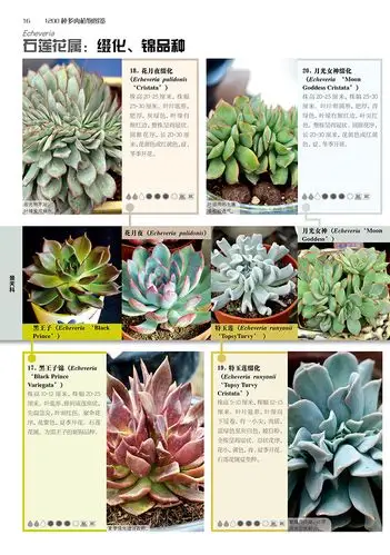 1200种多肉植物图鉴(汉竹)