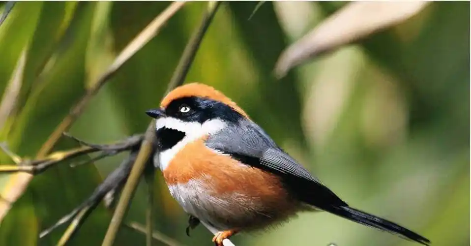 原创世界上最邪恶的动物僵尸鸟