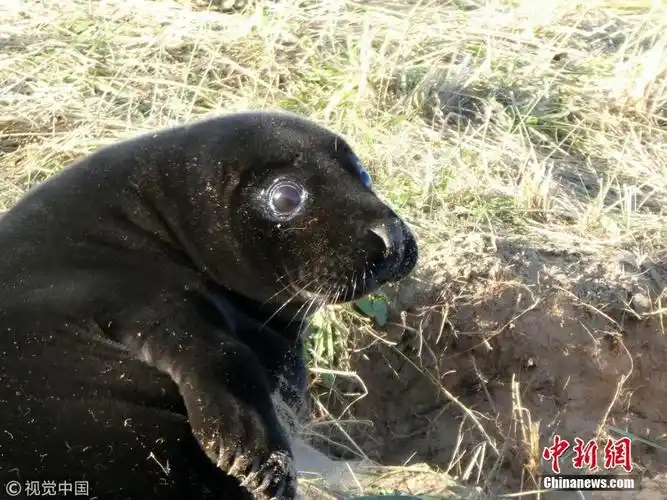 黑化海豹宝宝身披裘皮黑大衣满满贵妇范