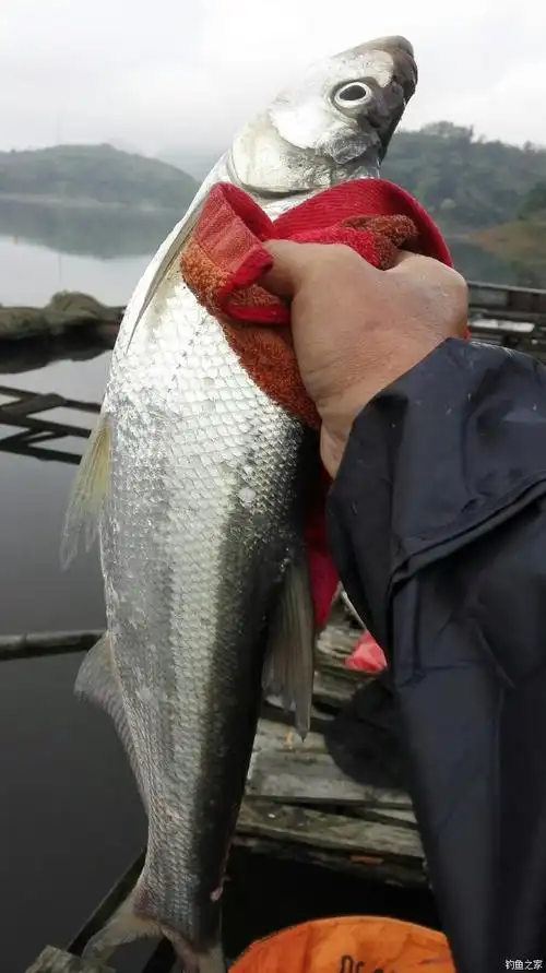 跑了的都是大的 自制饵料钓翘嘴