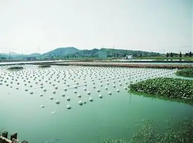 水产养殖的关键技术      (一)淡水养殖技术