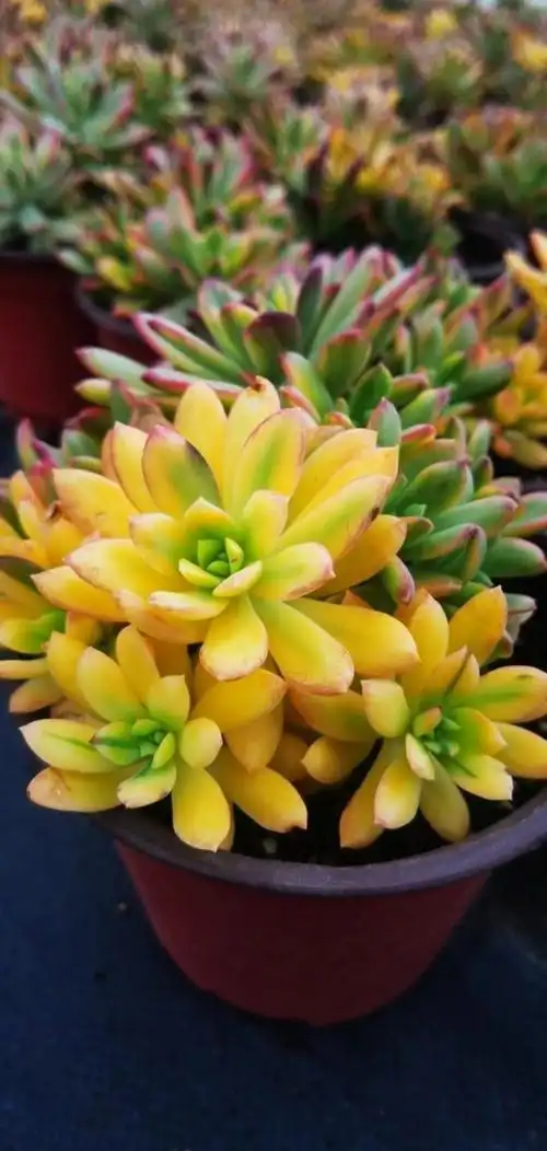 云南多肉植物小叮当锦种植养护