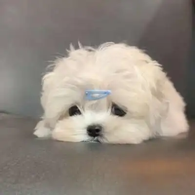 2021最新头像可爱萌宠高清图片_动物头像_美头网