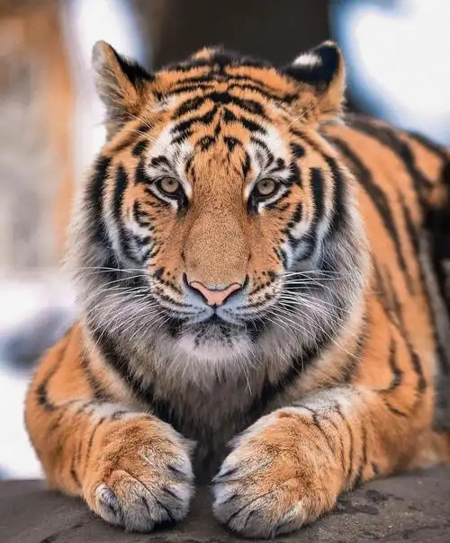 生性威武的东北虎,图片大全,高清,图库-回车桌面