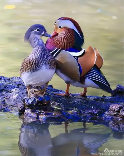 名副其实的爱情鸟…鸳鸯