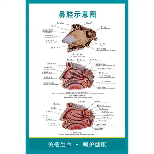 鼻腔结构图解剖挂图耳鼻喉科医院医用知识海报鼻部写真