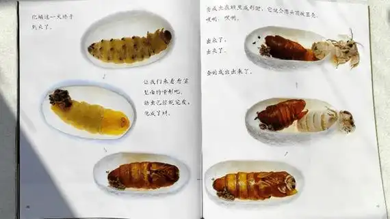 当蚕宝宝结茧后,摄影师还拍了剖面图详细展示蚕宝宝的成长过程,娃可以