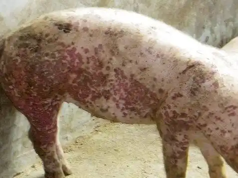 猪皮炎肾病综合征的症状