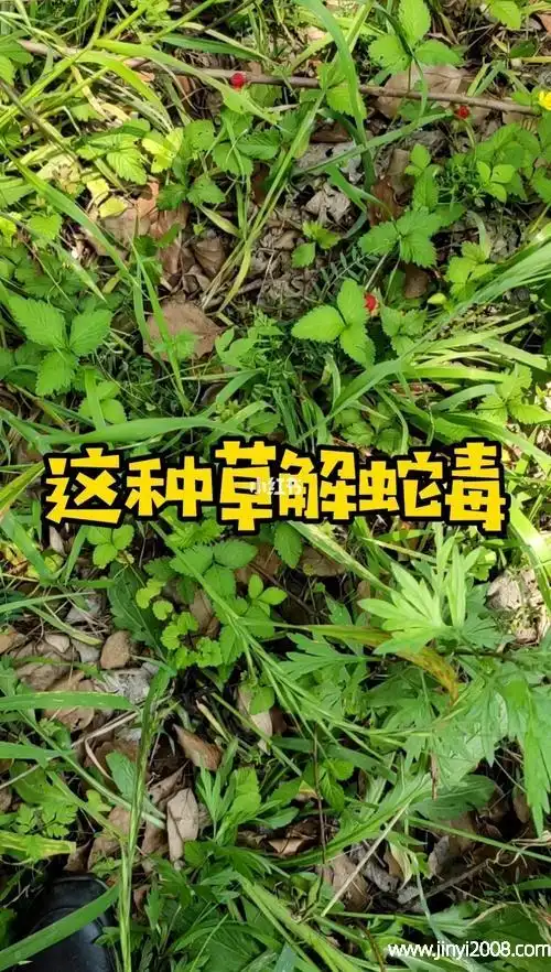 蛇毒草的作用及功效