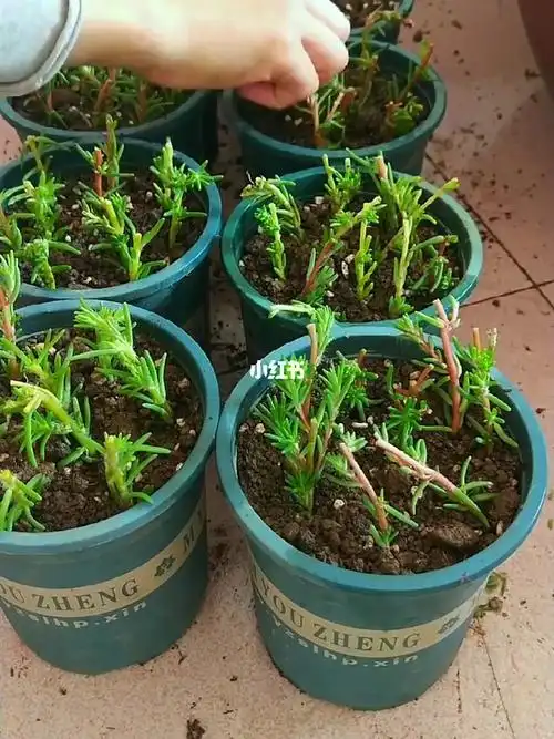 动手扦插太阳花一插就活不挑土