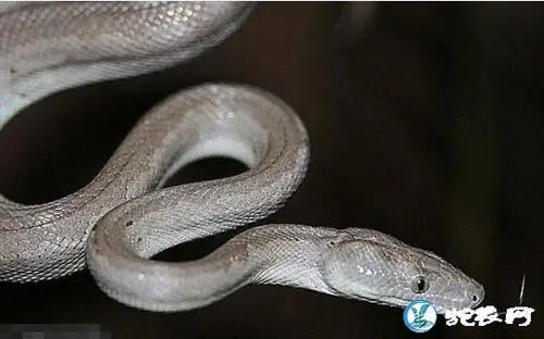 银白色的蛇叫什么蛇银白色的蛇图片大全