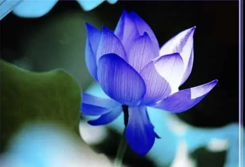 水莲花的图片.蓝色.紫色的.帮帮忙.急需.好的话加分.