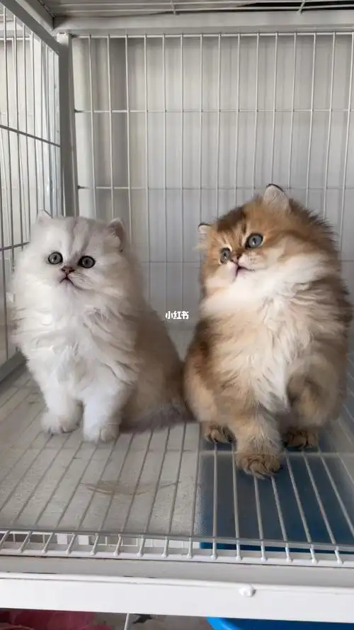 金吉拉弟弟金渐层长毛弟弟