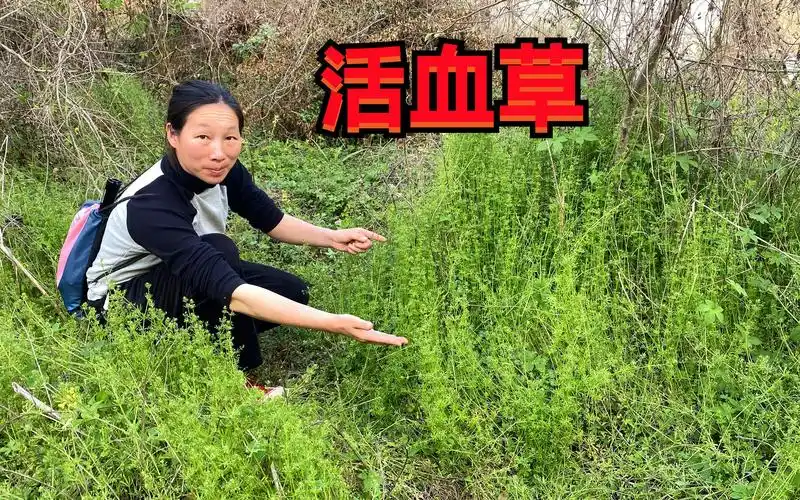 农村非常常见的"活血草",它用途强大很多人还知道,一起认识下