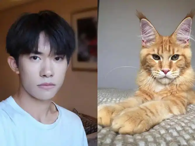 易烊千玺像猫又胜于猫,硬照永远比猫还抢镜.