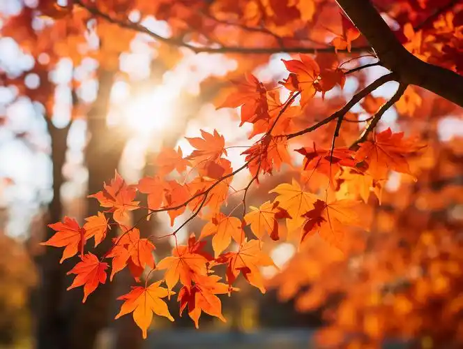 立秋阳光照耀下的金黄色枫树枫叶浪漫秋天风景壁纸