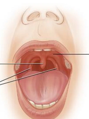 悬雍垂(palatine uvula)相关知识 - 好大夫在线