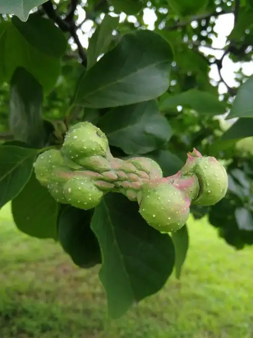 "可爱"的玉兰果实!