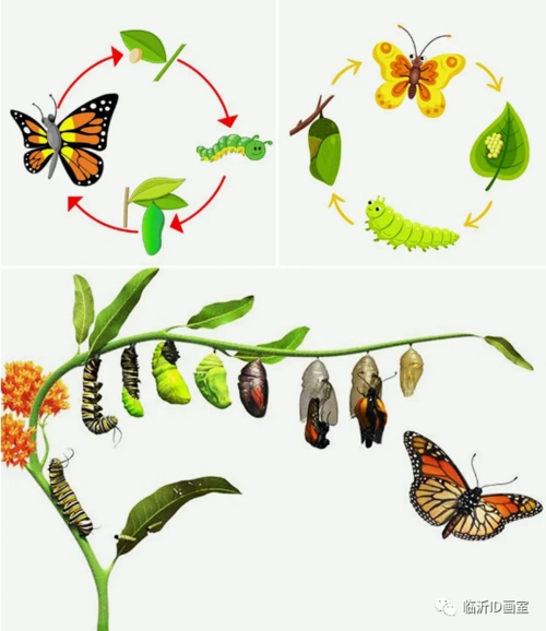 那么,你知道蝴蝶是由什么进化而来的吗?蝴蝶的一
