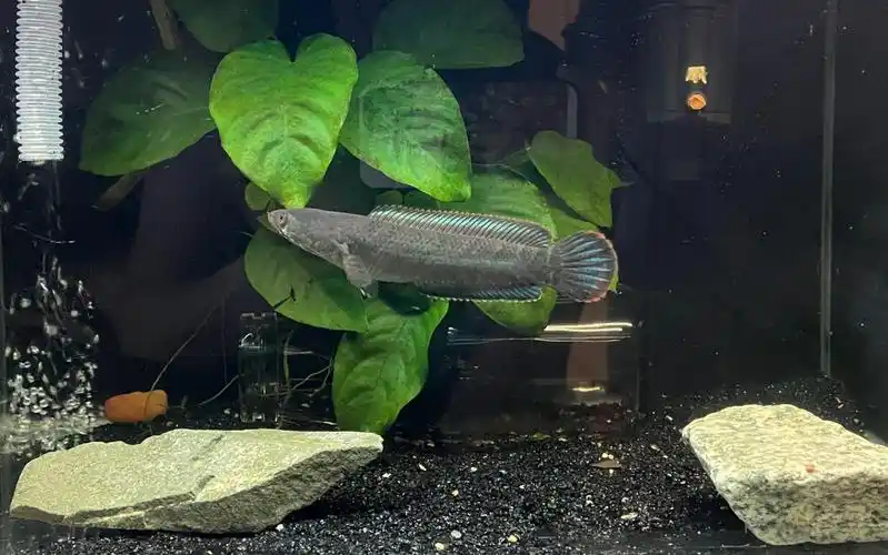 彩虹雷龙成长记录14cm了