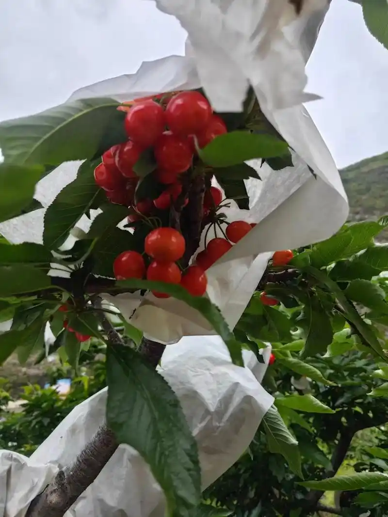 新鲜采摘 #汉源车厘子 #四川汉源·甜樱桃上市啦90樱桃 - 抖音