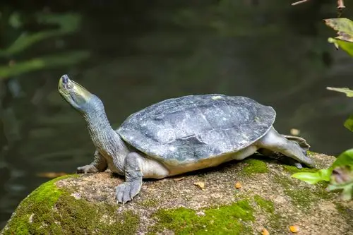 缅甸棱背龟 (batagur trivittata)