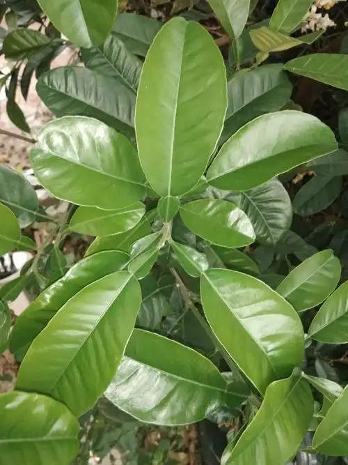 其它 18药剂五班(药植作业)52号毕永湘 42号秦蓓云 写美篇单身复叶