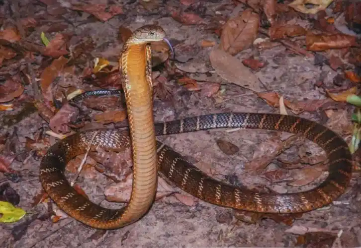 蛇中之王眼镜王蛇的科普饲养笔记与人工繁育