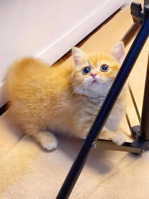 橘色曼基康矮脚妹妹