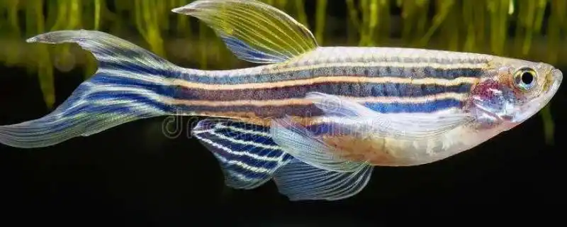 斑马鱼的寿命多长附介绍斑马鱼的形态特征