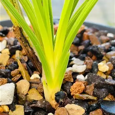 蕙兰原装黄心草