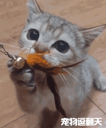 小猫和主人抢逗猫棒,眼看快抢不过,瞪大眼睛委屈模样萌哭!