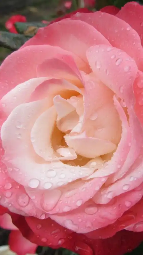 【iphone高清手机壁纸】#高清壁纸#无水印#清新#花朵#鲜花壁纸