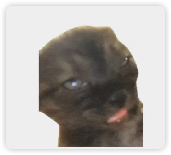 猫meme表情包视频,流量时代下负面情绪的解药