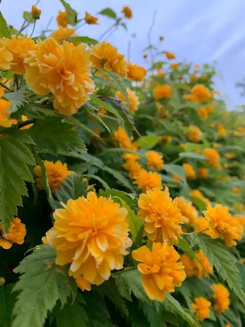 重瓣棣棠花(四) - lina花语 - 图虫