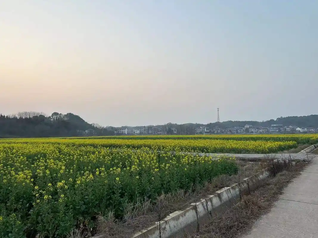 桃源县漆河镇:油菜花高效种植,经济生态两相宜