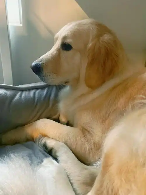 新狗|英国奶油金毛