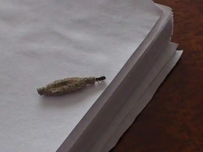 一种带长壳的小虫是什么?