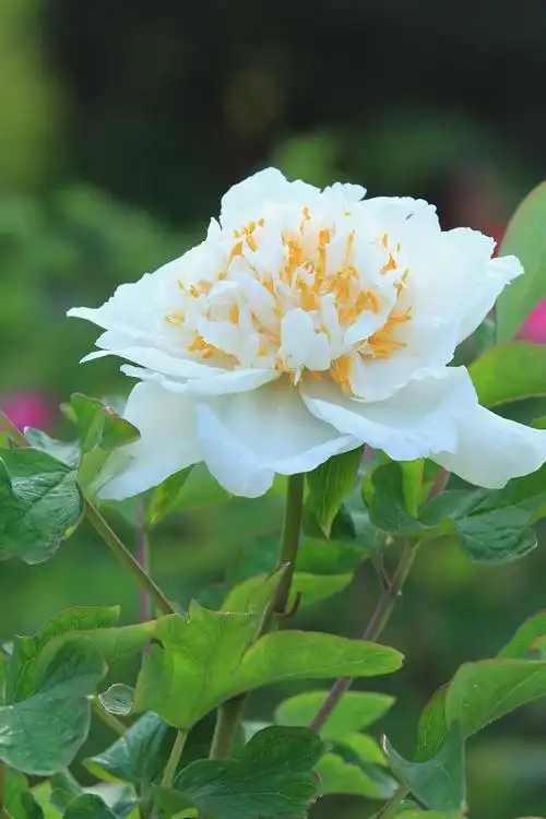 其它 白牡丹 写美篇牡丹,花开无声,花落无息,鲜艳的花瓣落入泥土,或被