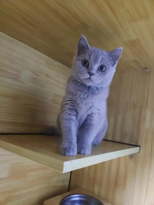 英短小蓝猫