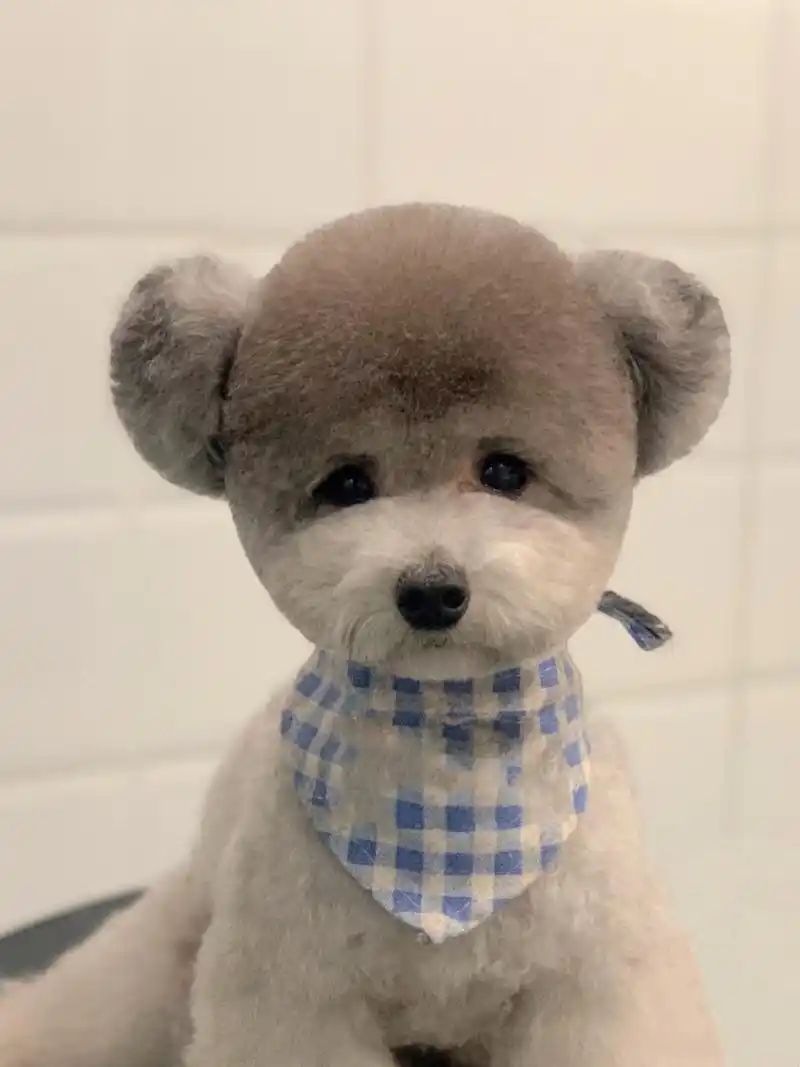 灰贵宾(泰迪)小飞耳的米奇头 妥妥的小玩具吖 乖的不要不要的 眼神里