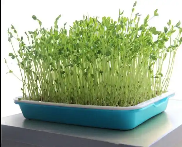 春夏季节如何养护水培蔬菜