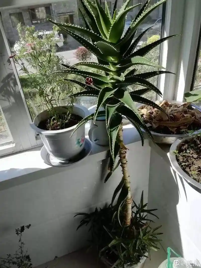 25年的芦荟长成胳膊粗大老桩年年开出吉祥花