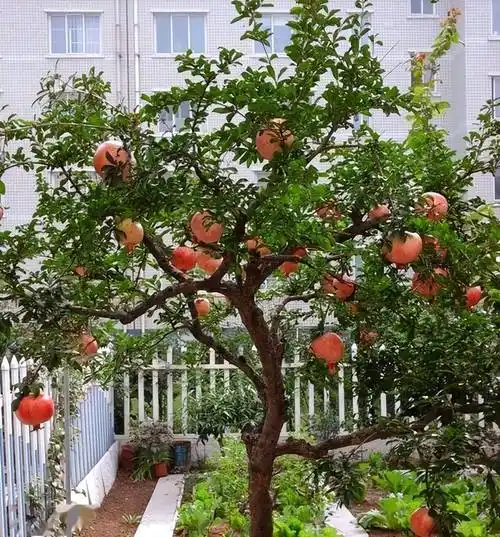 下面这几种果树非常适合庭院种植,不仅株型好看,美观大气,而且枝叶