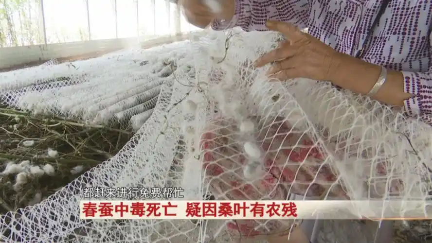 春蚕中毒死亡疑因桑叶有农残