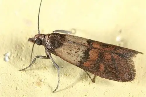 展开全部 谷螟 也叫米蛾 粮食生的虫