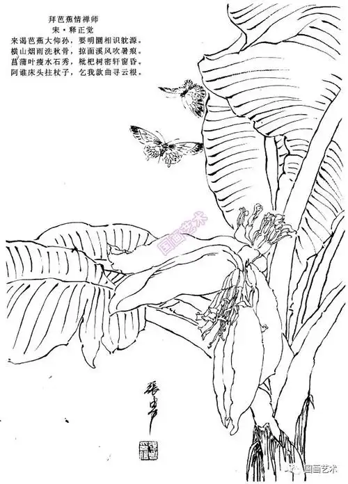 春讯秋色早春伴侣白描作品欣赏芭蕉写生芭蕉结构和叶子的变化芭蕉叶子