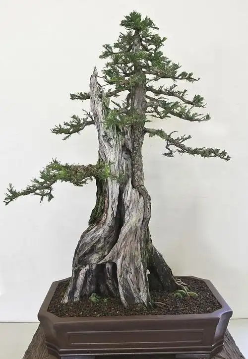 盆景欣赏:百年的老树桩,几代艺人献青春,成景之日功在十年