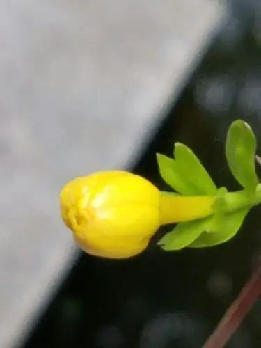 迎春花苞张开了小嘴儿.